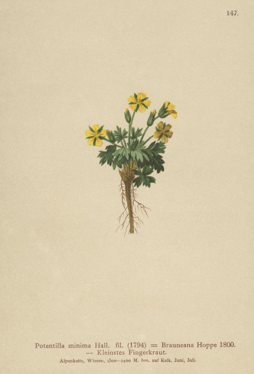 Dvärgpork (Potentilla minima, Potentilla Brauneana, Potentilla dubia) av German School