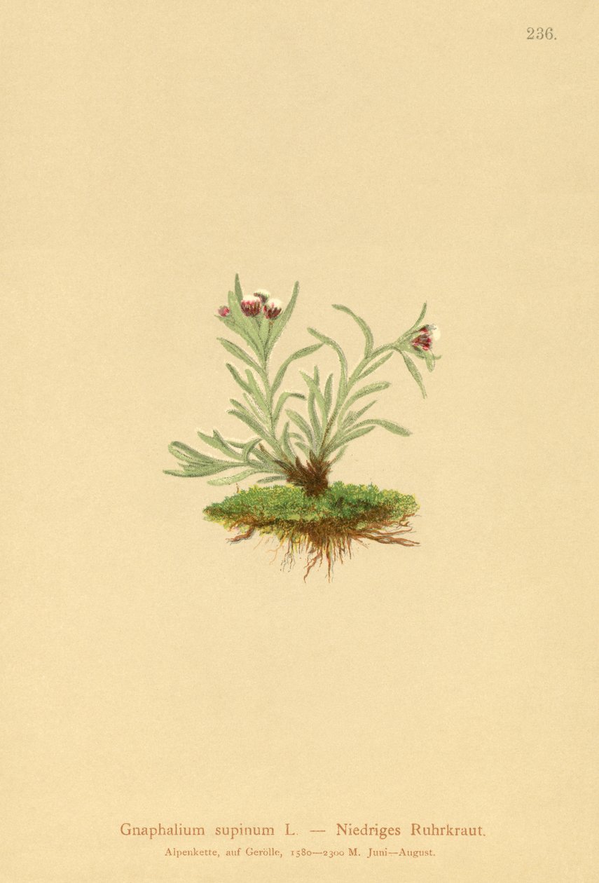 Dvärggös (Gnaphalium supineum) av German School