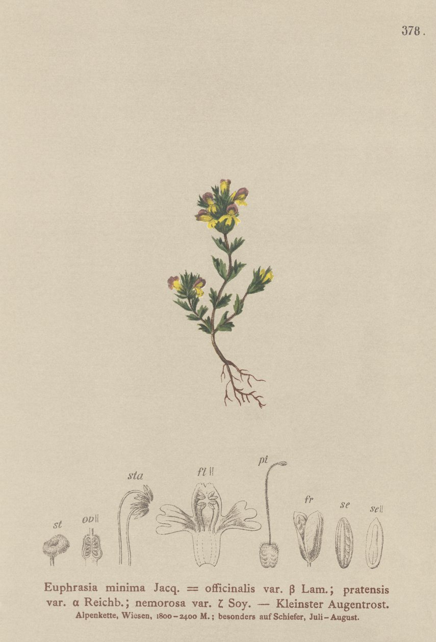 Dvärgögontröst (Euphrasia minima, Euphrasia officinalis, Euphrasia pratensis var. nemorosa) av German School