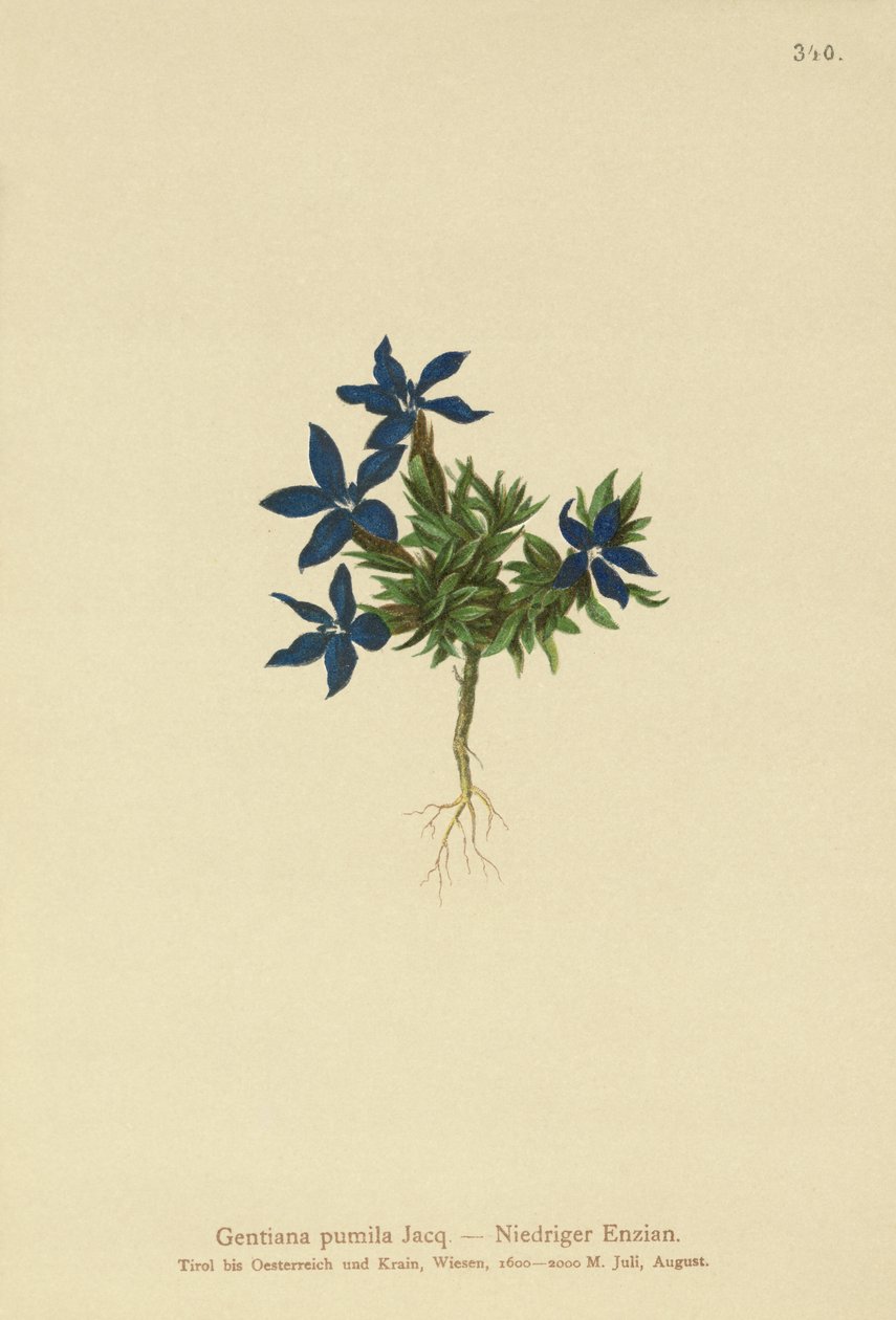 Dvärggentiana (Gentiana pumila) av German School