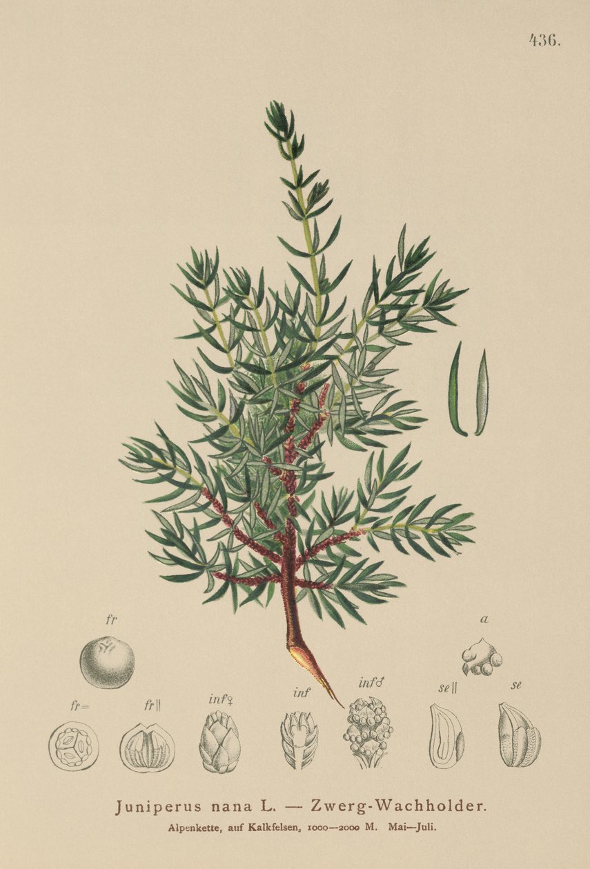Dvärgenbär (Juniperus nana, Juniperus communis subsp. nana, Juniperus communis var. saxatilis) av German School