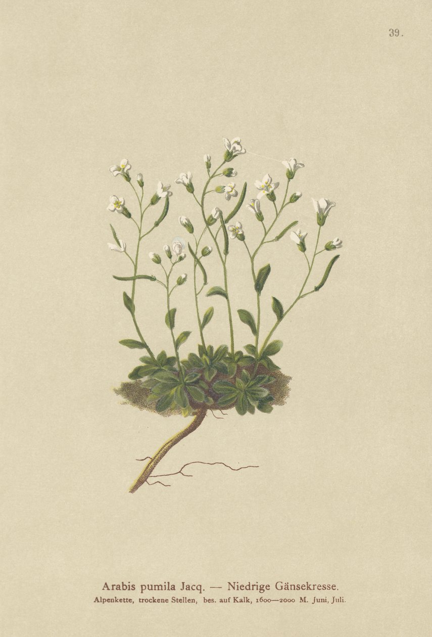 Dvärgklippkrasse (Arabis pumila) av German School