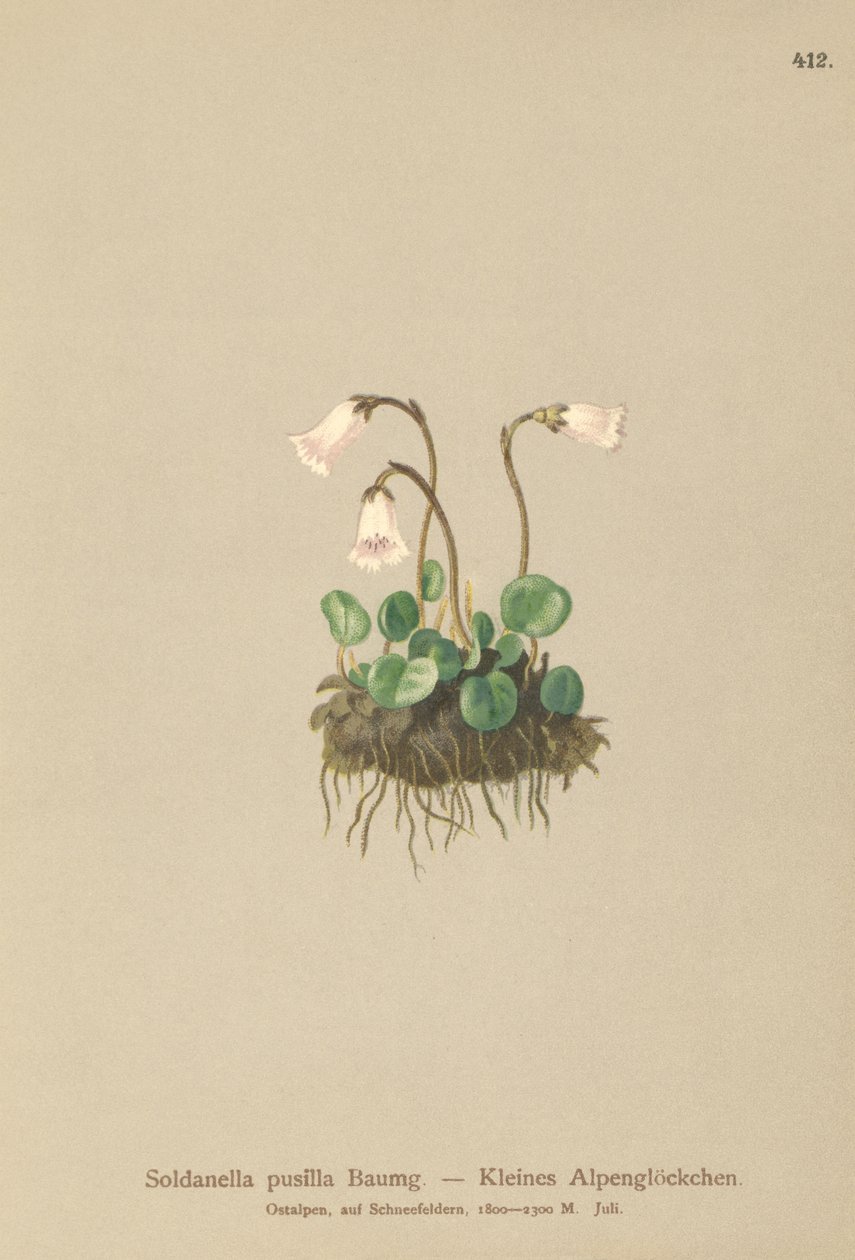 Dvärgsnöklocka (Soldanella pusilla, Soldanella alpicola) av German School