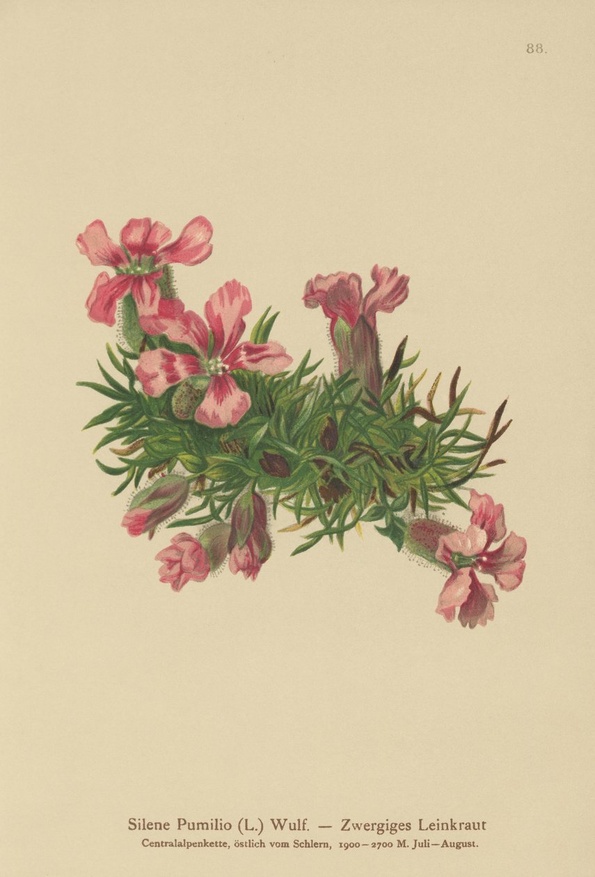 Dvärgtvålört (Silene Pumilio, Saponaria pumilia) av German School