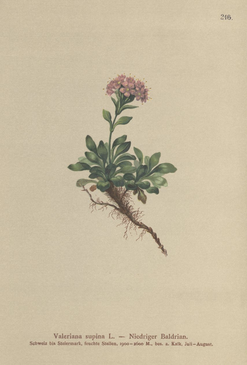 Dvärgvaleriana (Valeriana supina) av German School