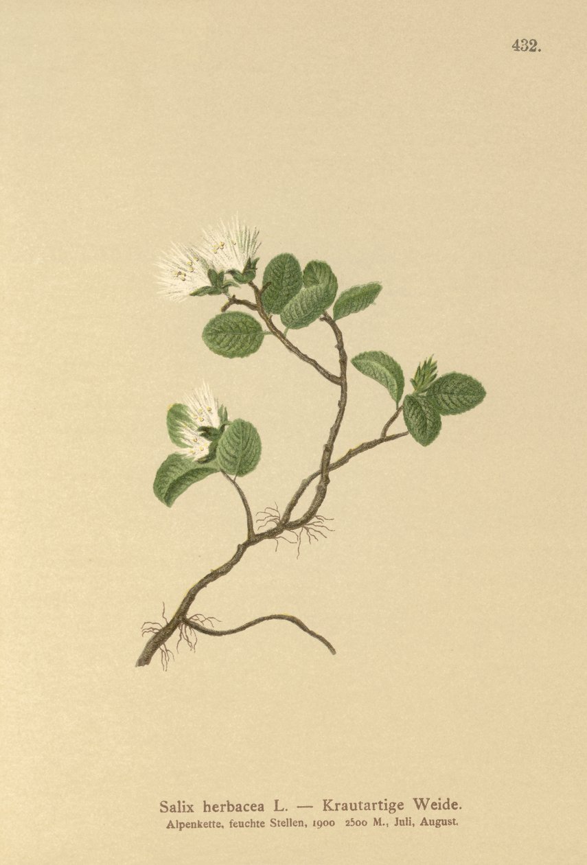 Dvärgpil (Salix herbacea) av German School