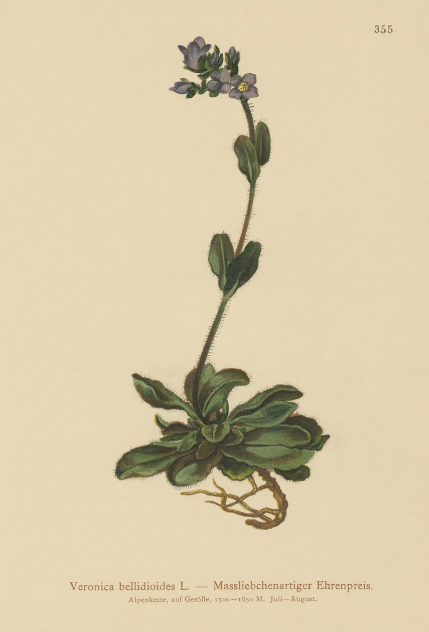 Dvärgblå speedwell (Veronica bellidioides) av German School