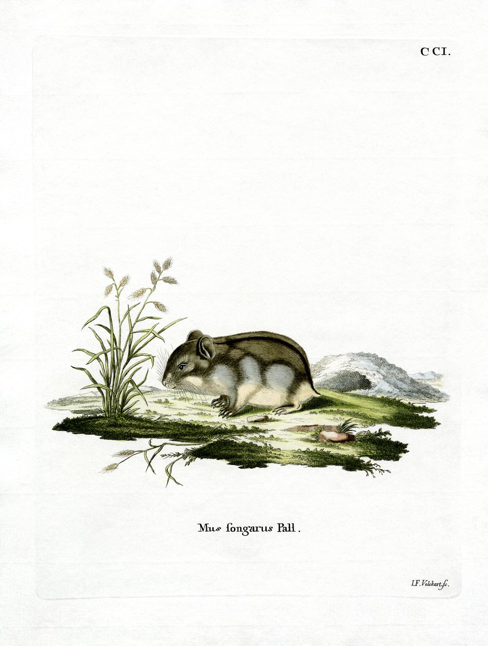 Dzhungarian dvärghamster (färgad gravyr) av German School