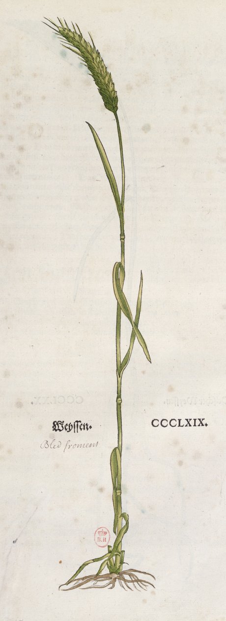 Öra av vete, från The Herbarium av Leonhart Fuchs (1501-66), publicerad i Basel, 1555 (färggravyr) av German School