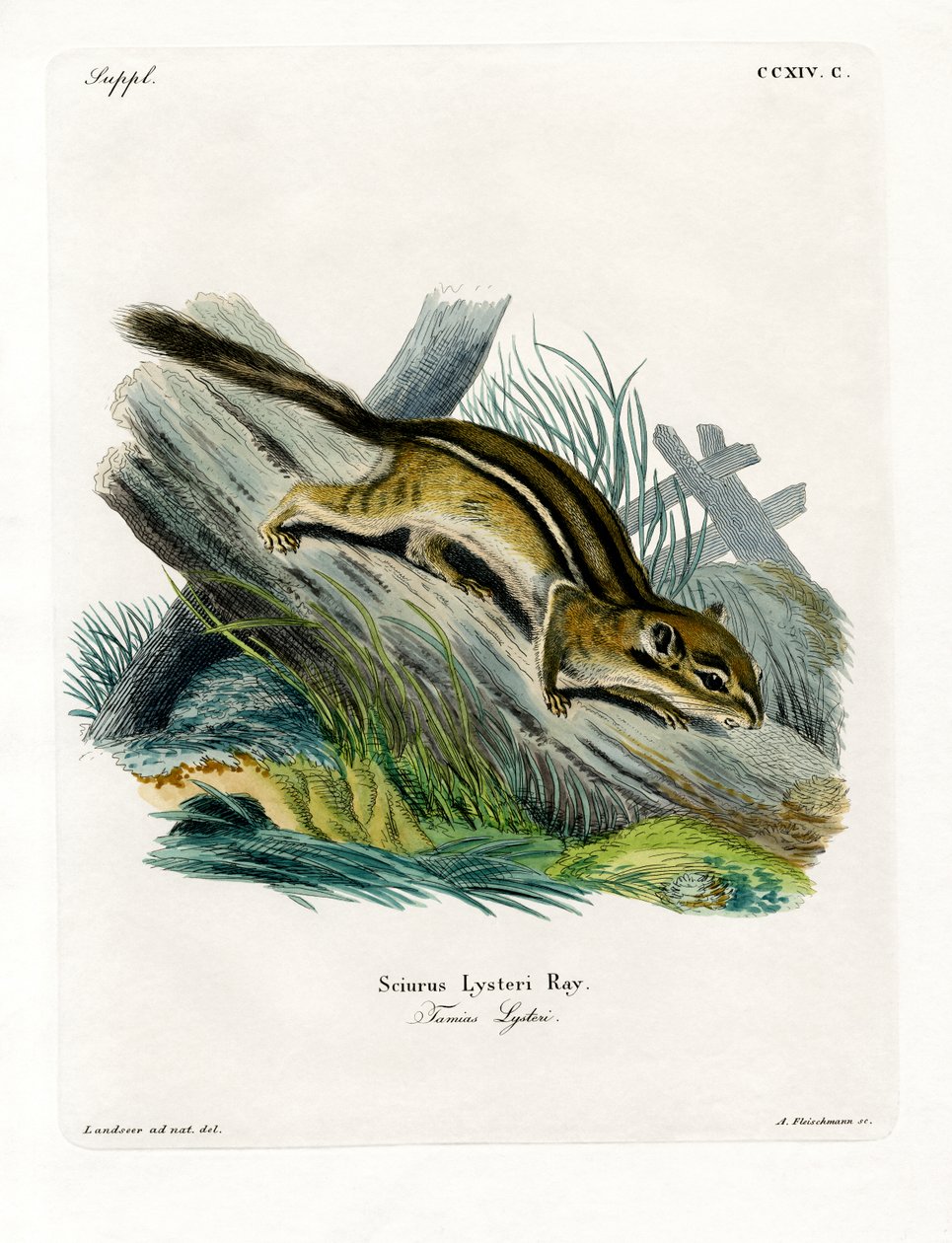 Eastern Chipmunk (färgad gravyr) av German School