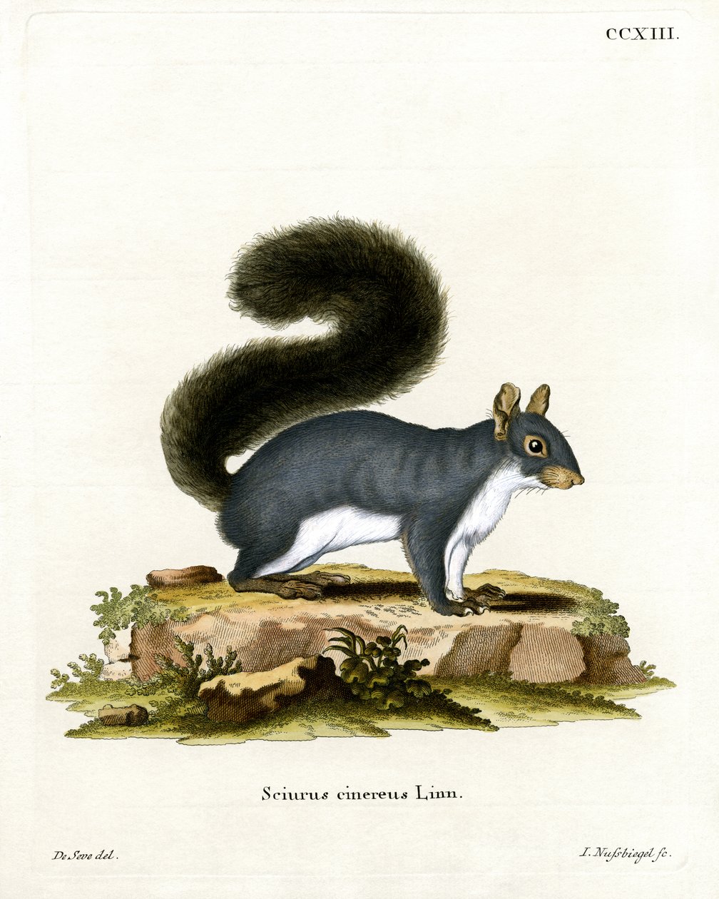 Eastern Grey Squirrel (färgad gravyr) av German School