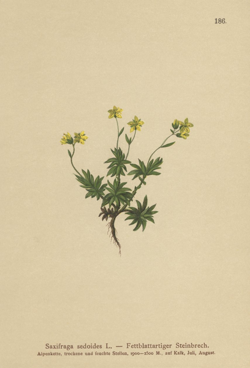 Östra saxifrage (Saxifraga sedoides) av German School