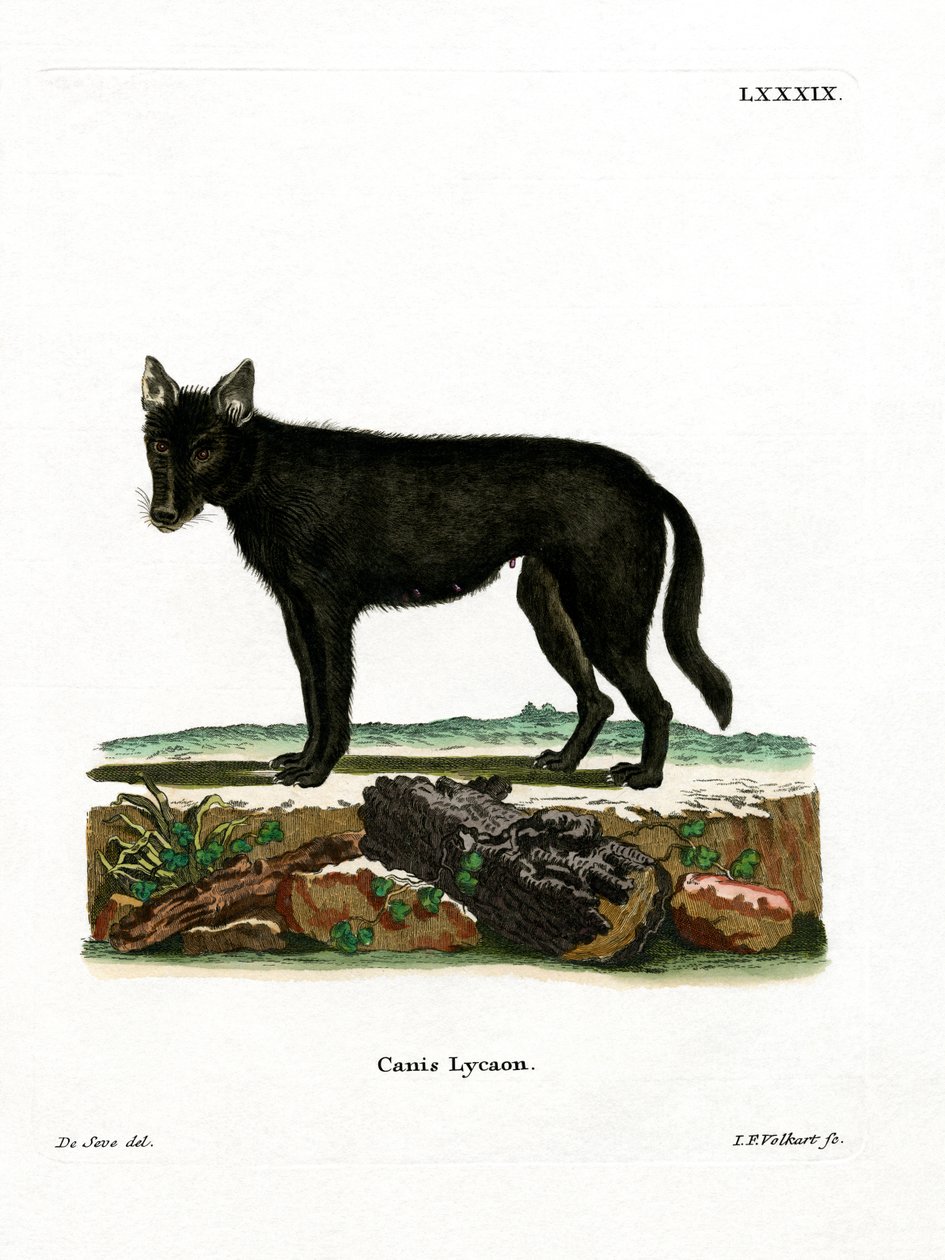 Eastern Timber Wolf (färgad gravyr) av German School