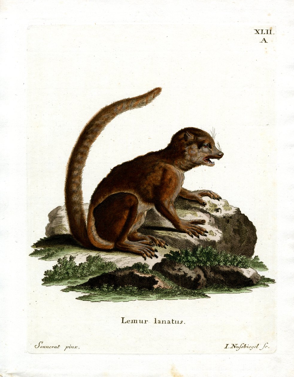 Eastern Woolly Lemur (färgad gravyr) av German School