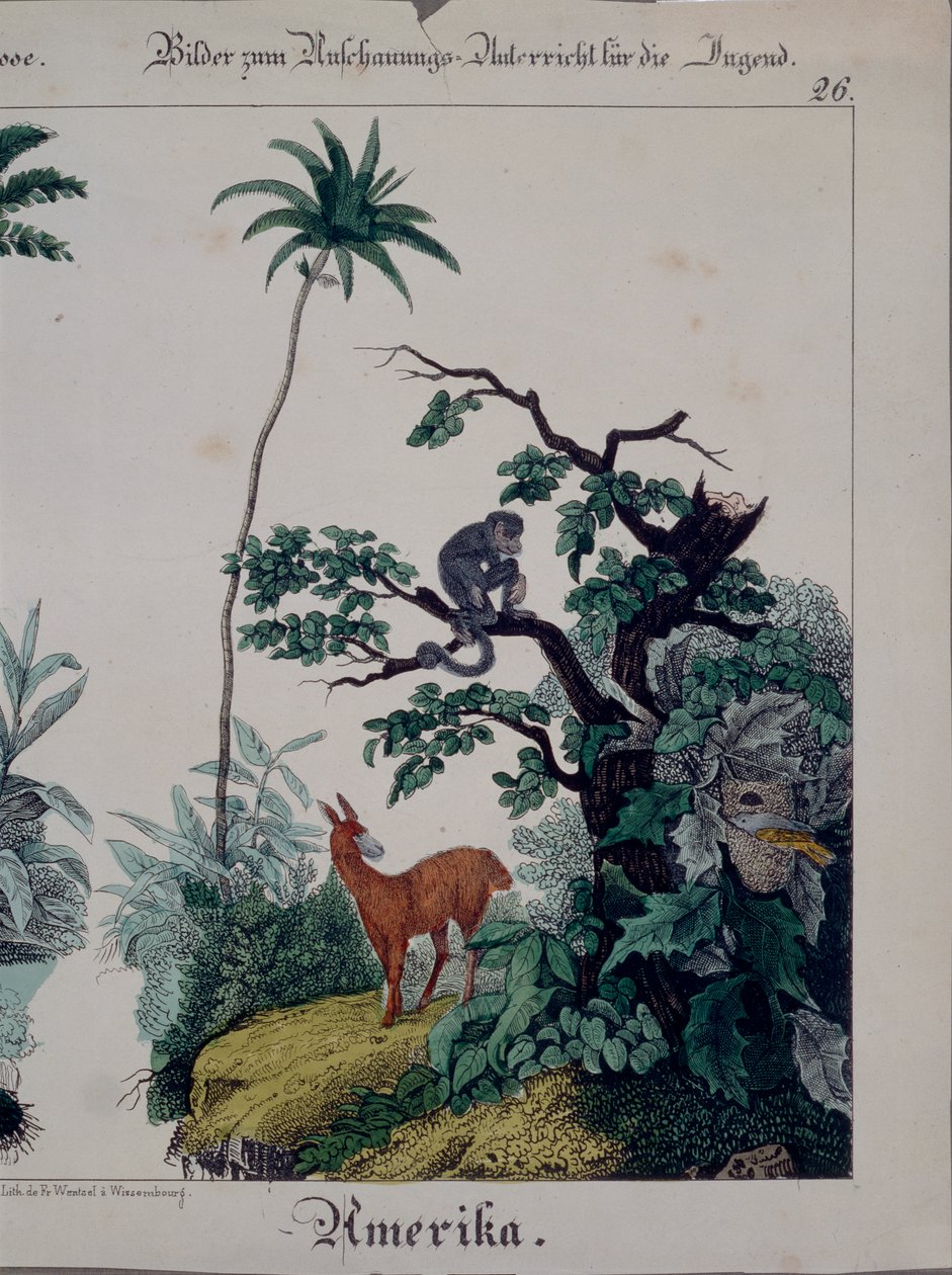 Pedagogisk affisch med Sydamerikas flora och fauna, höger sida, utgiven av F. Wentzel, Weissenburg, 1840 (se även 379941) av German School