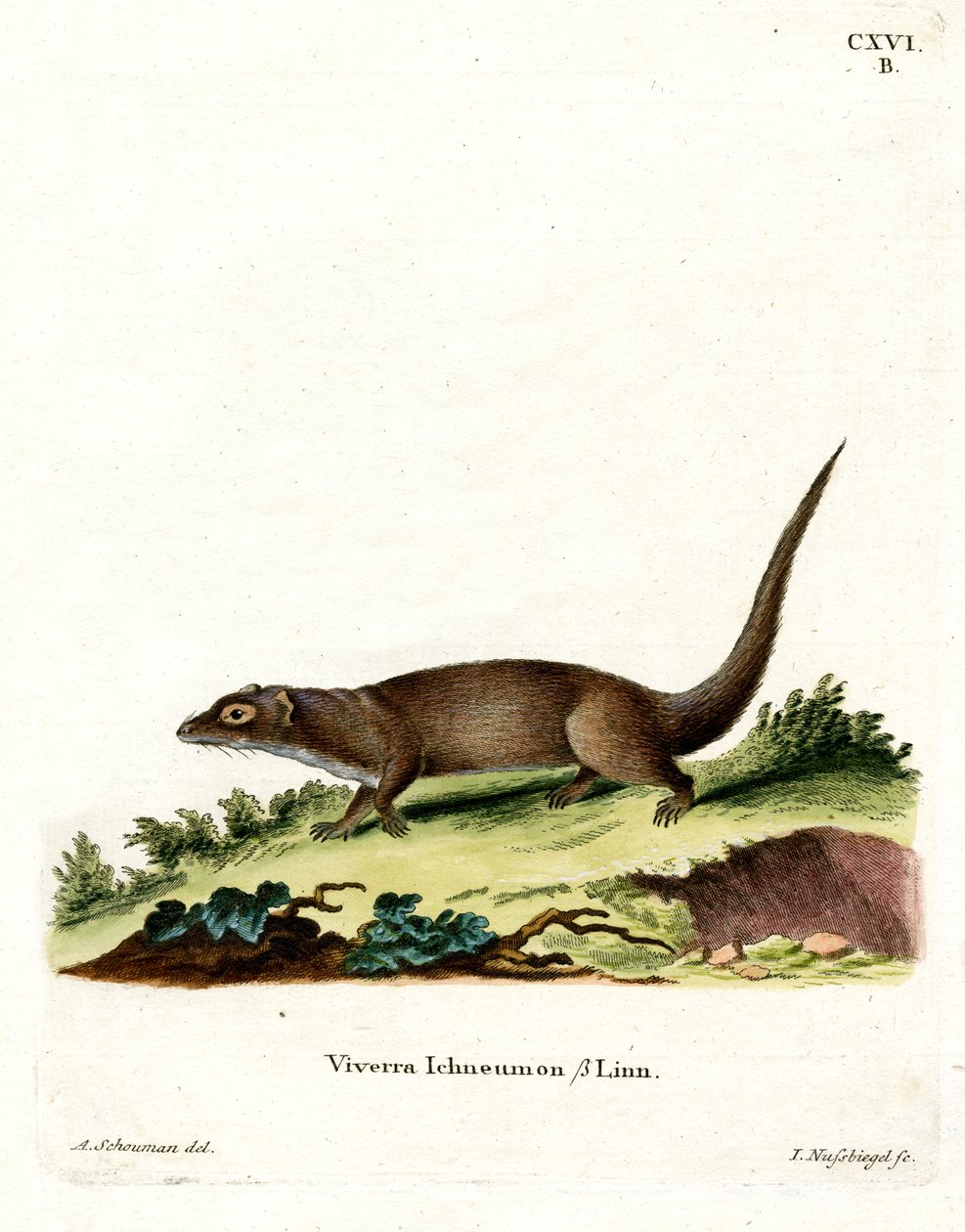 Egyptisk mungo (färgad gravyr) av German School
