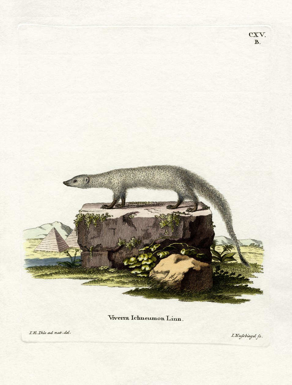 Egyptisk mungo (färgad gravyr) av German School