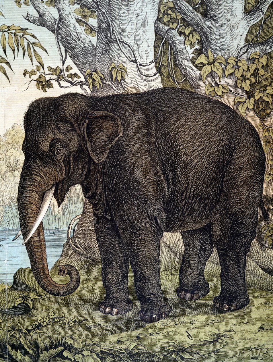 Elephant - i "Natural History of Mammals", red. Schreiber, München av German School