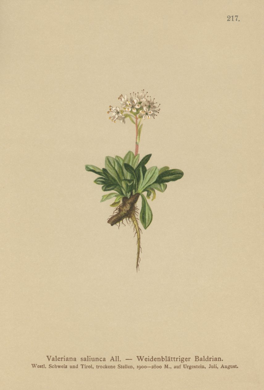Hela Leaf Valeriana av German School