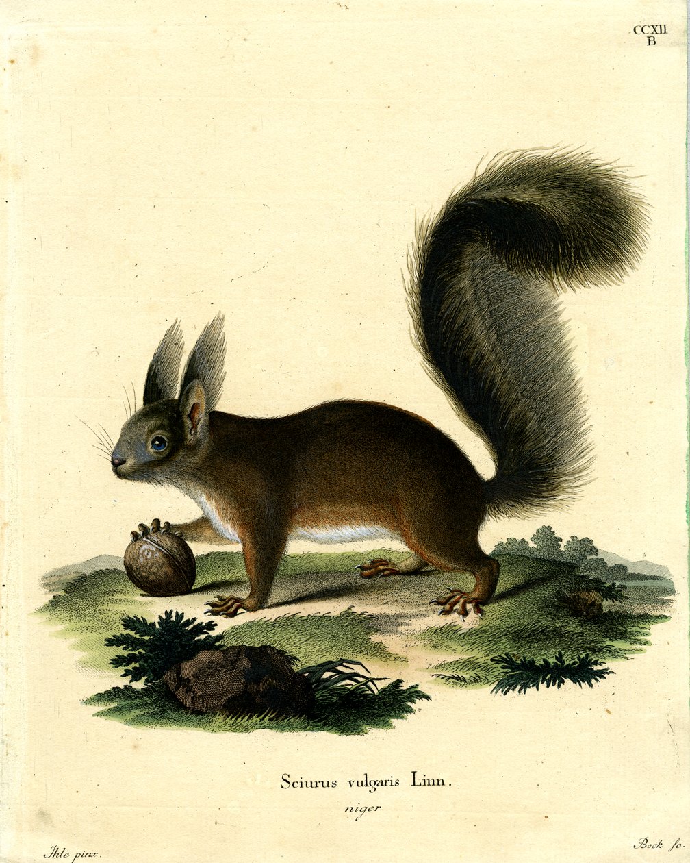 Eurasienröd ekorre (färgad gravyr) av German School