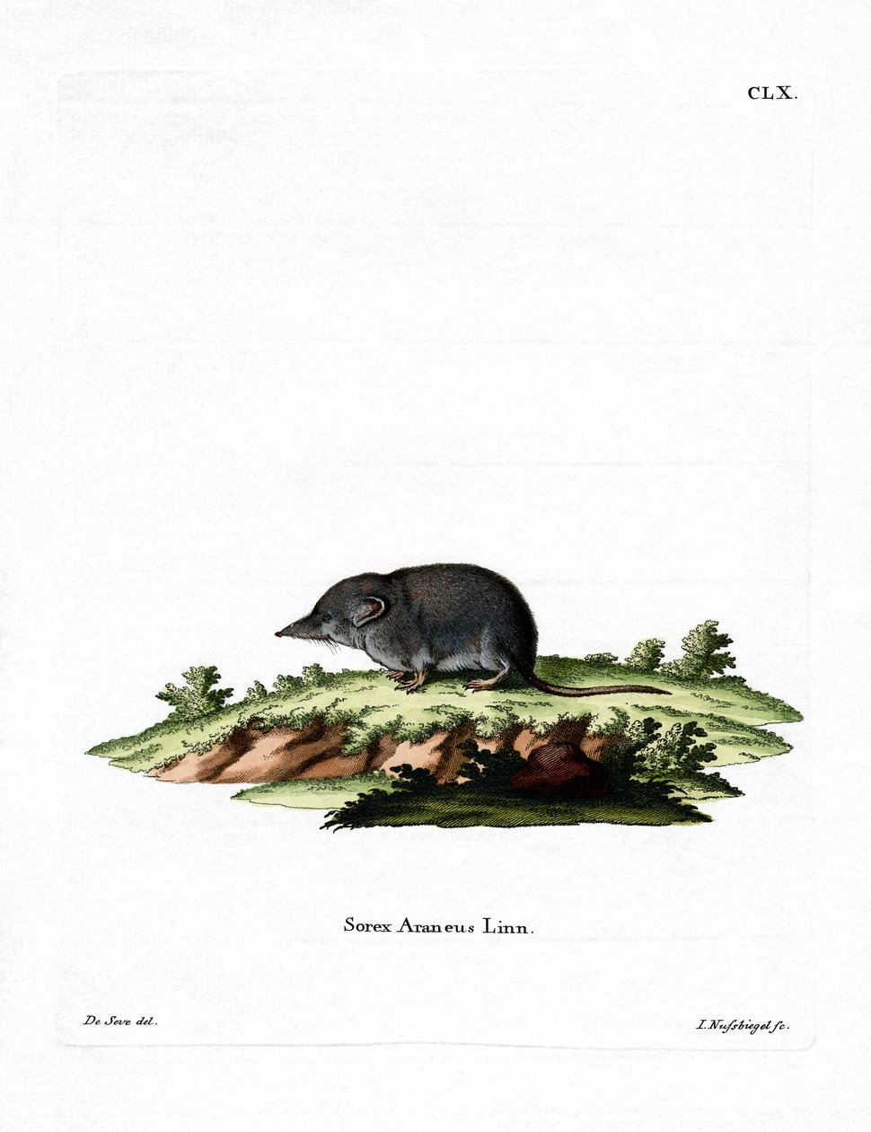 Eurasian Shrew (färgad gravyr) av German School