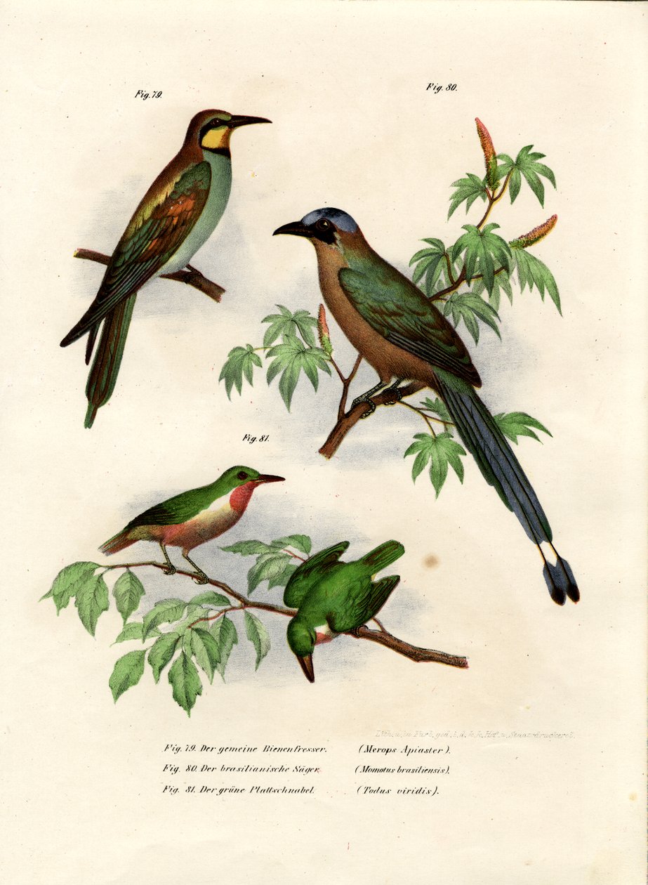 Europeisk biätare, 1864 av German School