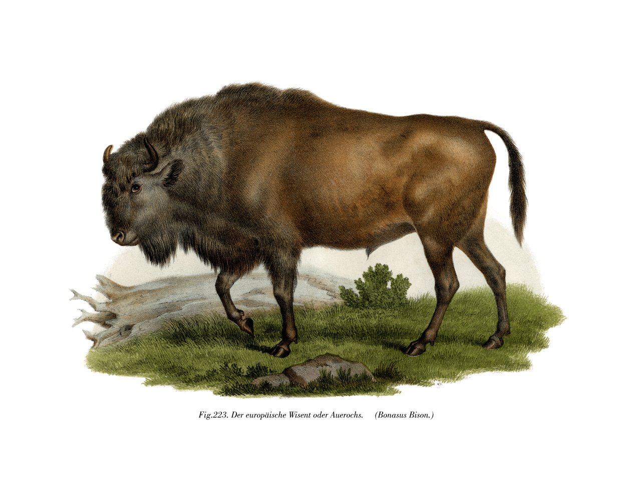 European Bison, 1860 av German School