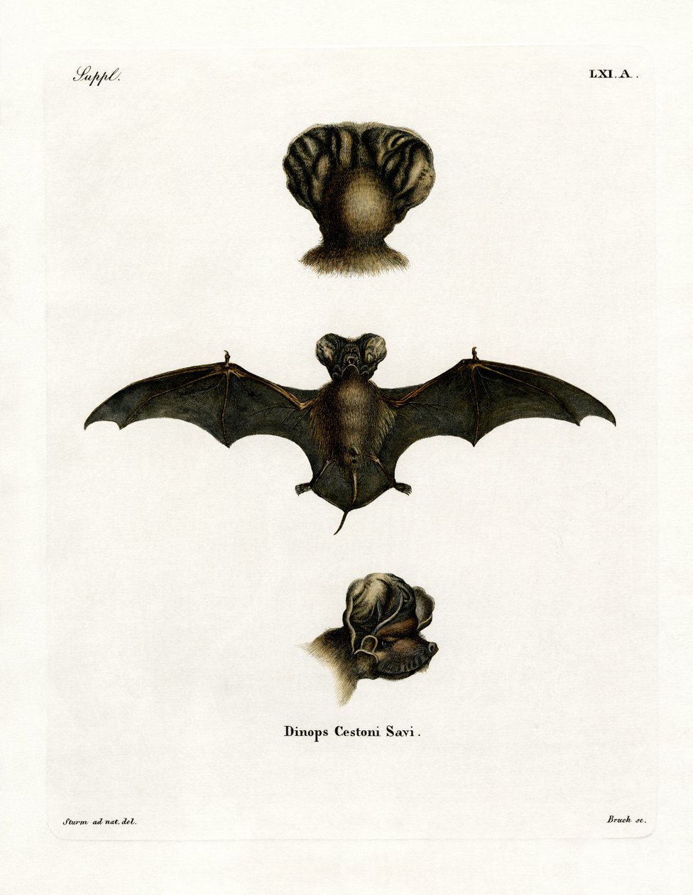 European Free-tailed Bat (färgad gravyr) av German School
