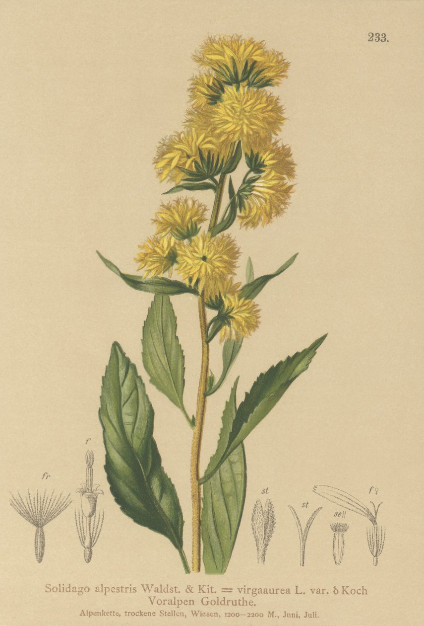 Europeisk guldris (Solidago alpestris, Solidago virgaaurea, Solidago virgaurea) av German School