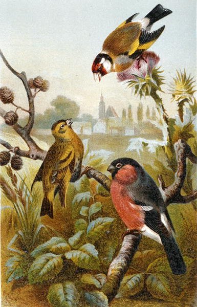 European Goldfinch, Icterine Greenbul and Eurasian Bullfinch, tallrik från "Brehms Tierleben: Allgemeine Kunde des Tierreichs", vol 4, sid. 57, utgiven av Bibliographisches Institut av German School