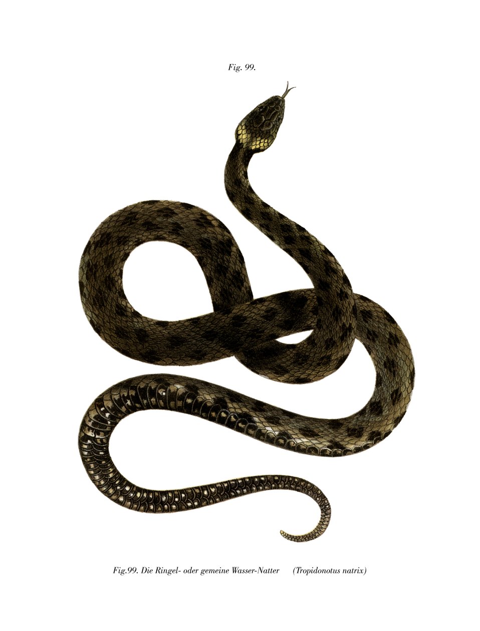 European Grass Snake (färg litho) av German School
