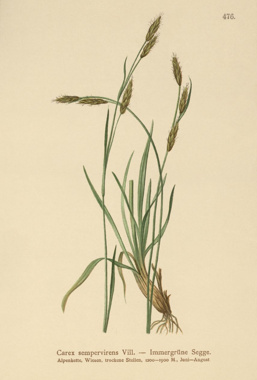 Vintergrön sedge (Carex sempervirens) av German School