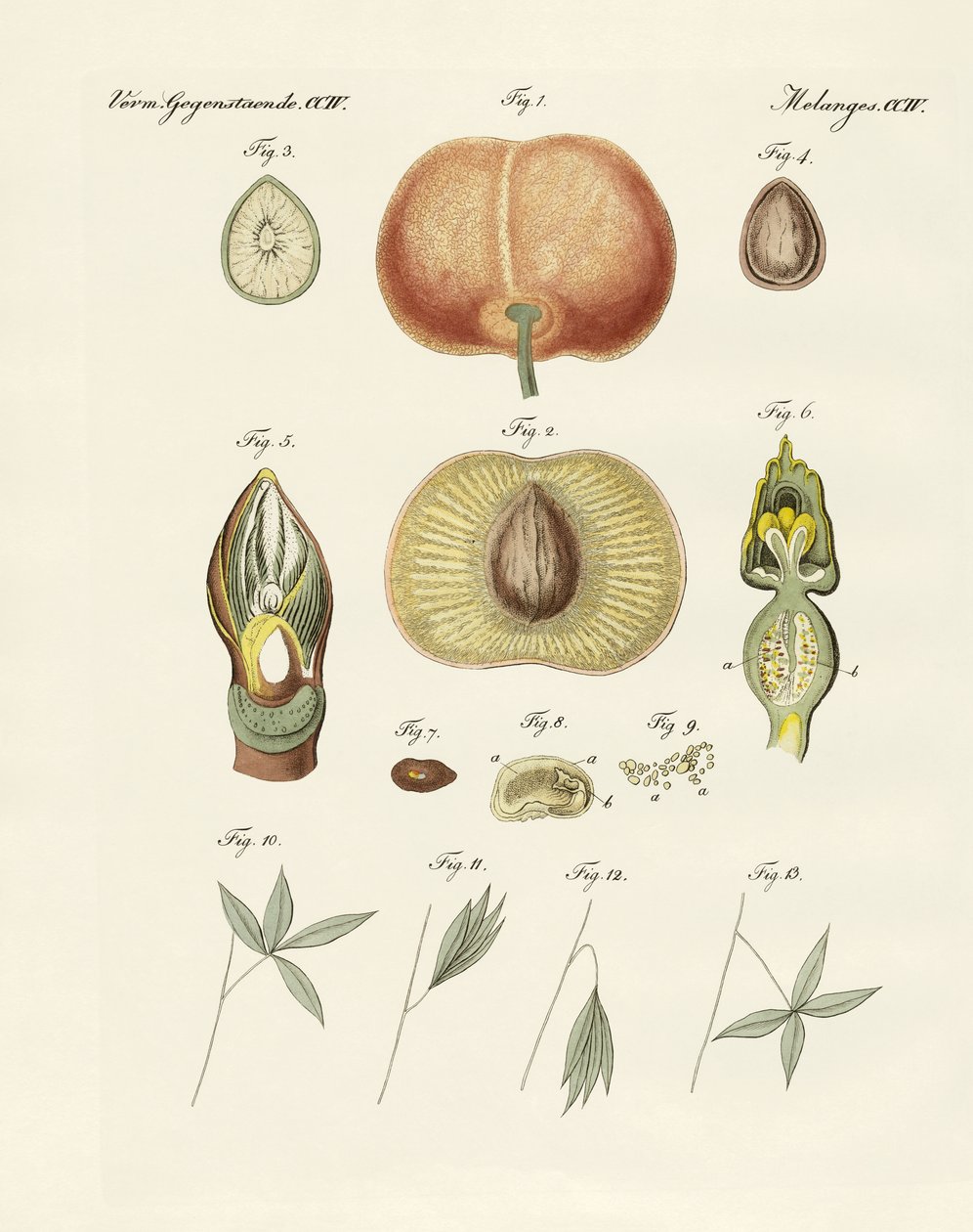 Evolution och reproduktion av växter och sömn av bladen (färgad gravyr) av German School