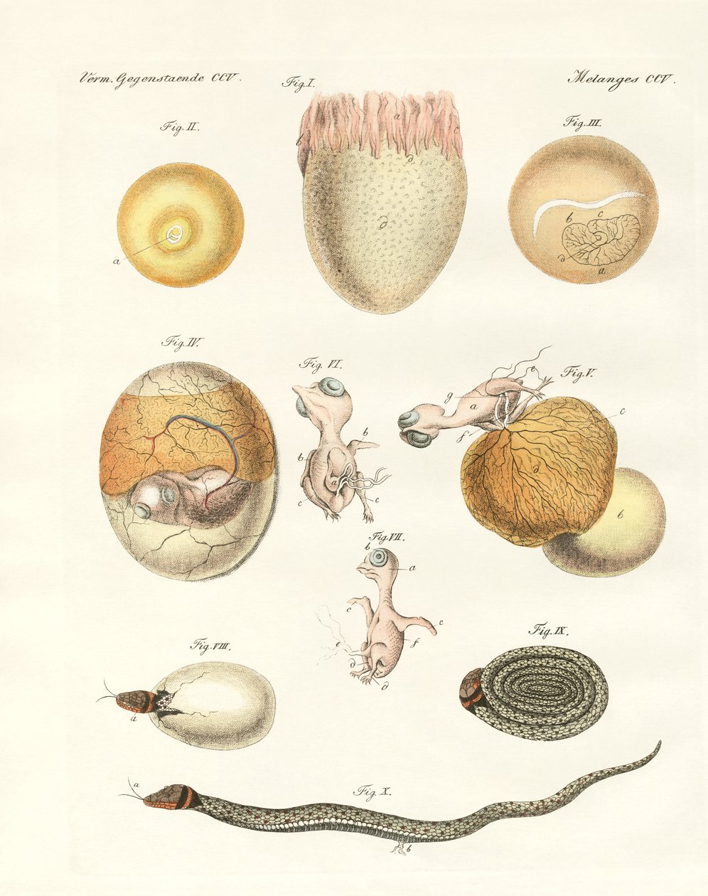 Evolution av höns, duvor och orm från ägg (färgad gravyr) av German School