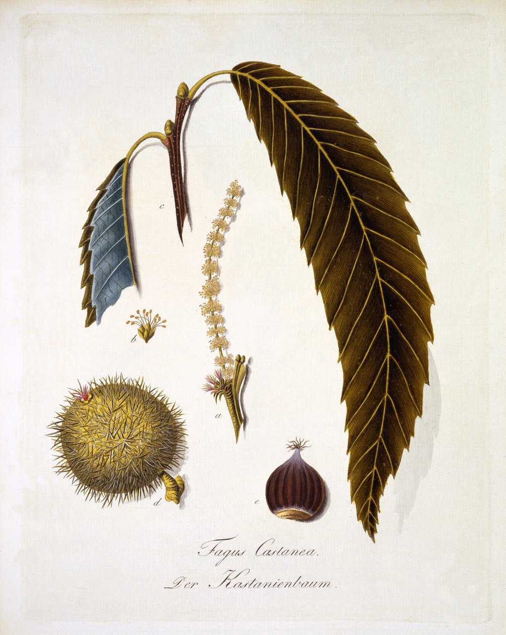 Fagus Castanea, från "A Comprehensive Work on All Species of Wood" av Johann Daniel von Reitter, publicerad 1803-05 (färgad gravyr) av German School