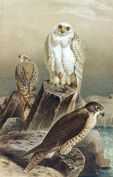 Falcon, tallrik från "Brehms Tierleben: Allgemeine Kunde des Tierreichs", vol.6, s.215, utgiven av Bibliographisches Institut av German School