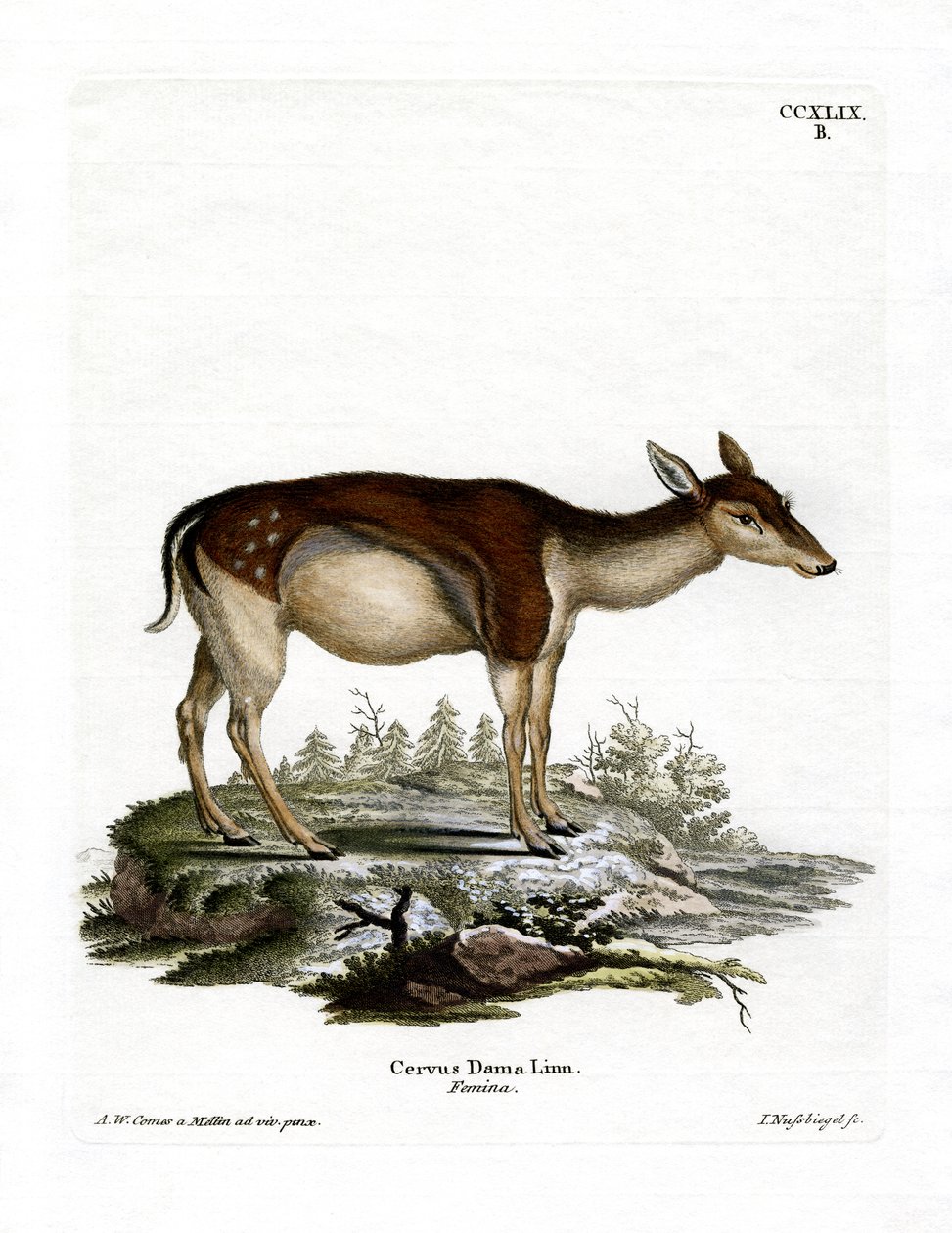 Dovhjort (färgad gravyr) av German School