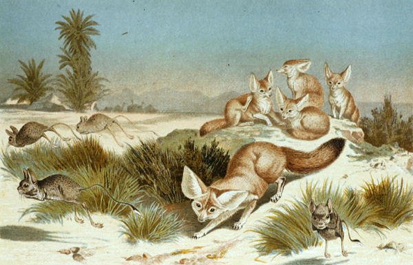 Fennec Fox, tallrik från "Brehms Tierleben: Allgemeine Kunde des Tierreichs", vol.2, s.202, utgiven av Bibliographisches Institut av German School
