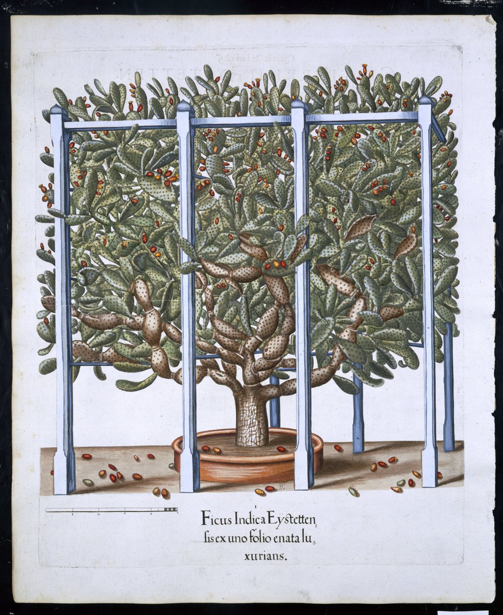 Ficus Indica Eystten från Hortus Eystettensis av Basil Besler (1561-1629) pub. 1613 (handfärgad gravyr) av German School