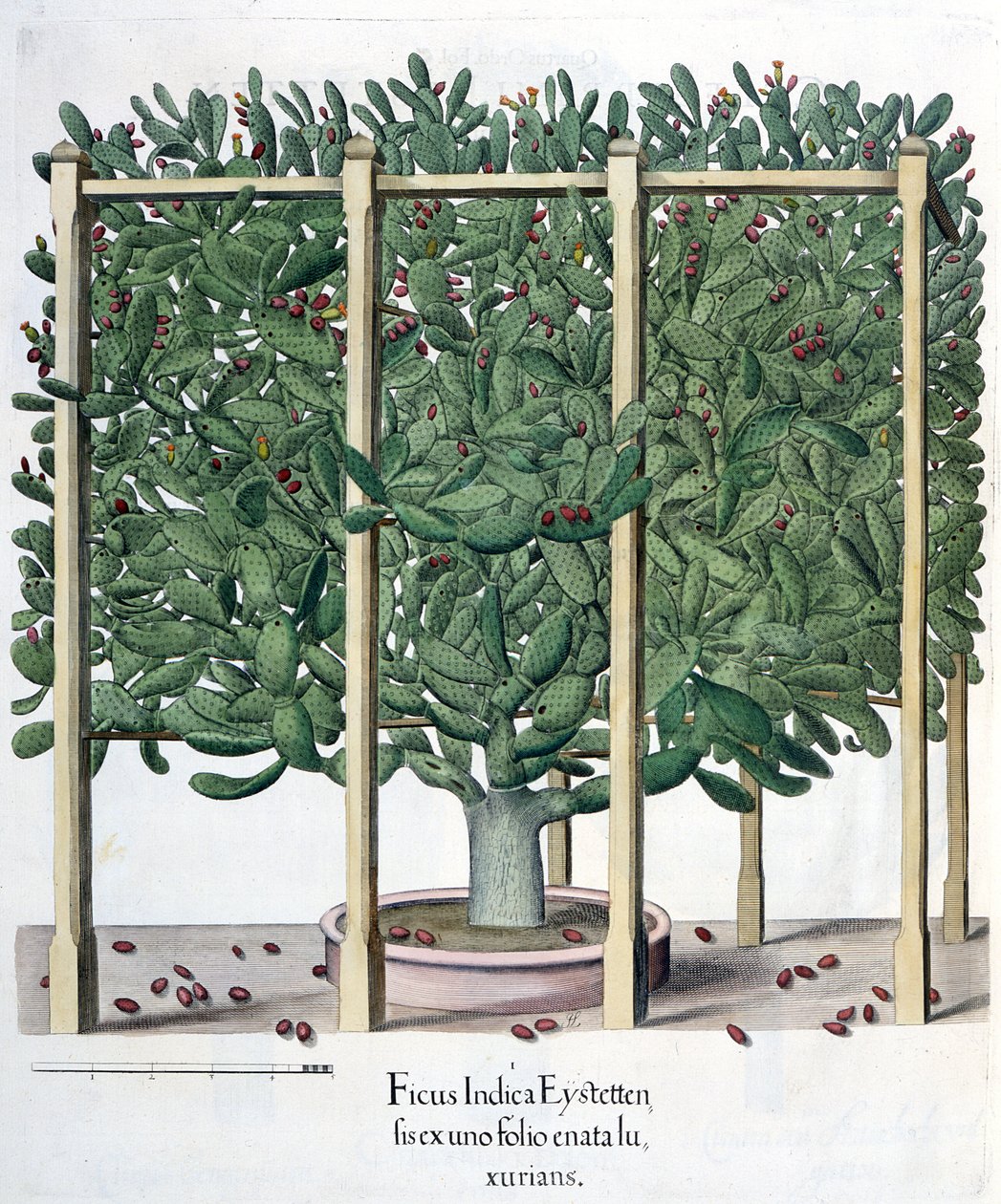 Ficus indica eystettensis, från Hortus Eystettensis av Basil Besler (1561-1629), pub. 1613 av German School