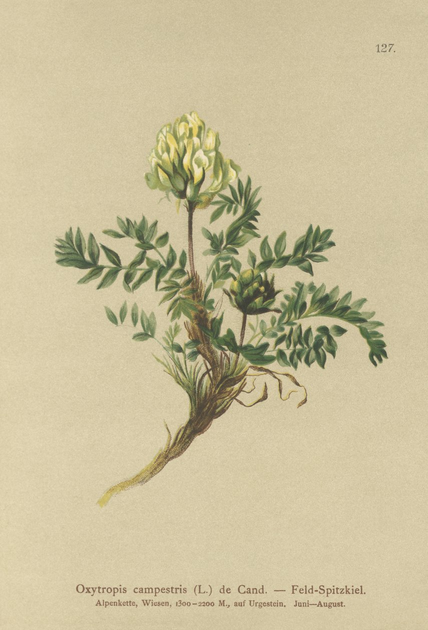 Åkergröt (Oxytropis campestris) av German School
