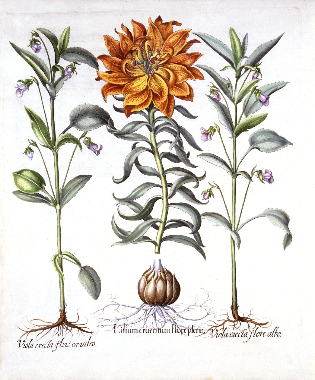 Eldlilja och viola, från Hortus Eystettensis, av Basil Besler (1561-1629), pub. 1613 (handfärgad gravyr) av German School