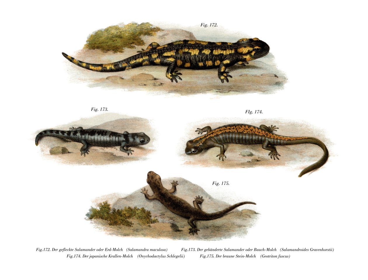 Eld Salamander av German School