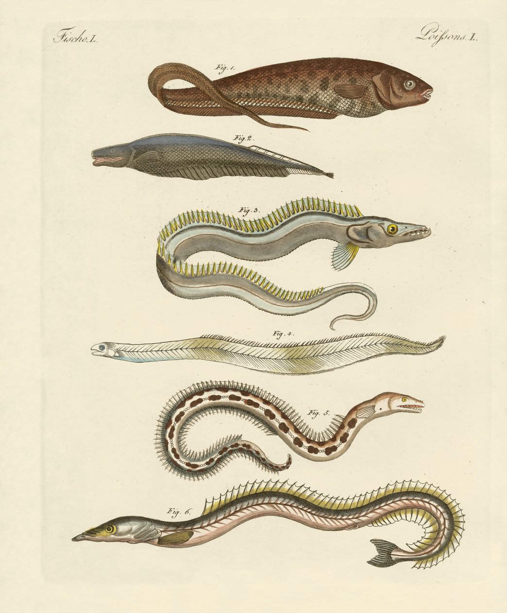 Fisk (färgad gravyr) av German School