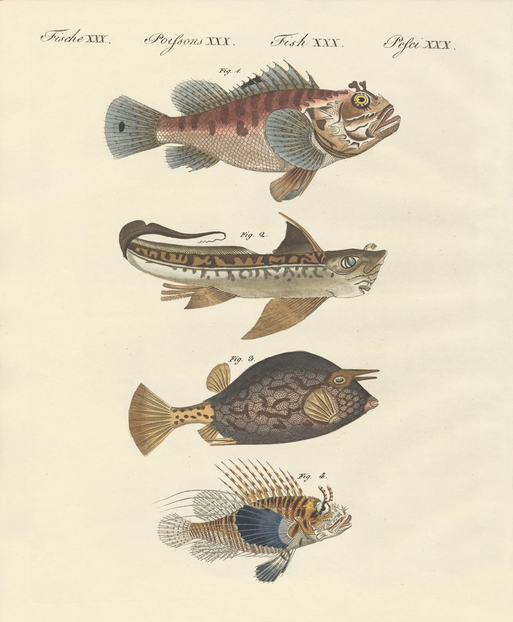 Fisk med en konstig form av German School