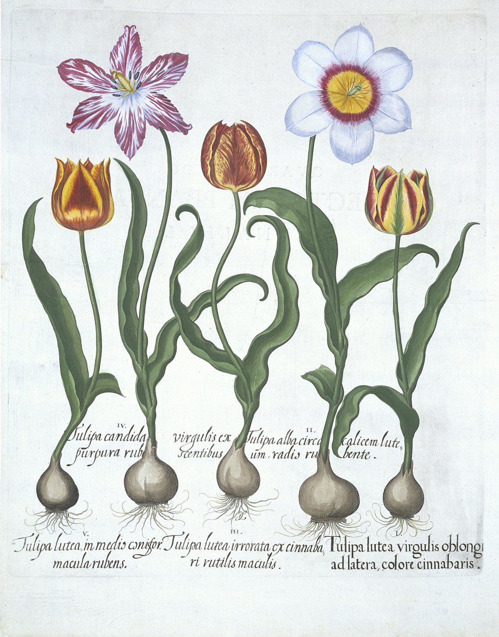 Fem tulpaner, från Hortus Eystettensis, av Basil Besler (1561-1629) pub. 1613 (handfärgad gravyr) av German School