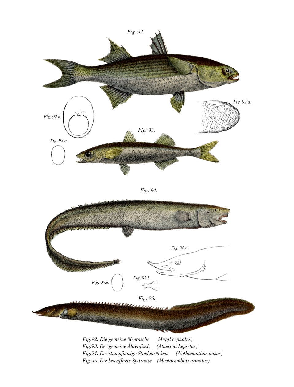 Flathead Mullet (färg litho) av German School