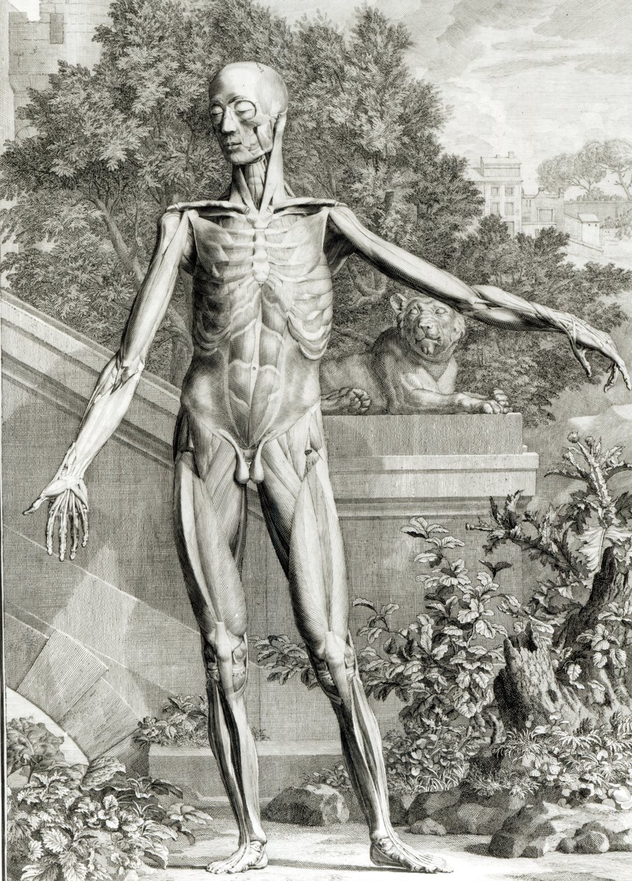 Flätad kropp, från Tables of the skeleton and Muscles of the Human Body av Bernard Siegfried Albinus (1697-1770) 1747 av German School
