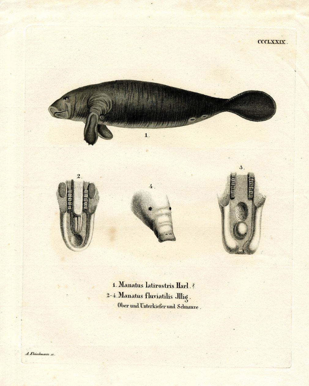 Florida Manatee (färgad gravyr) av German School