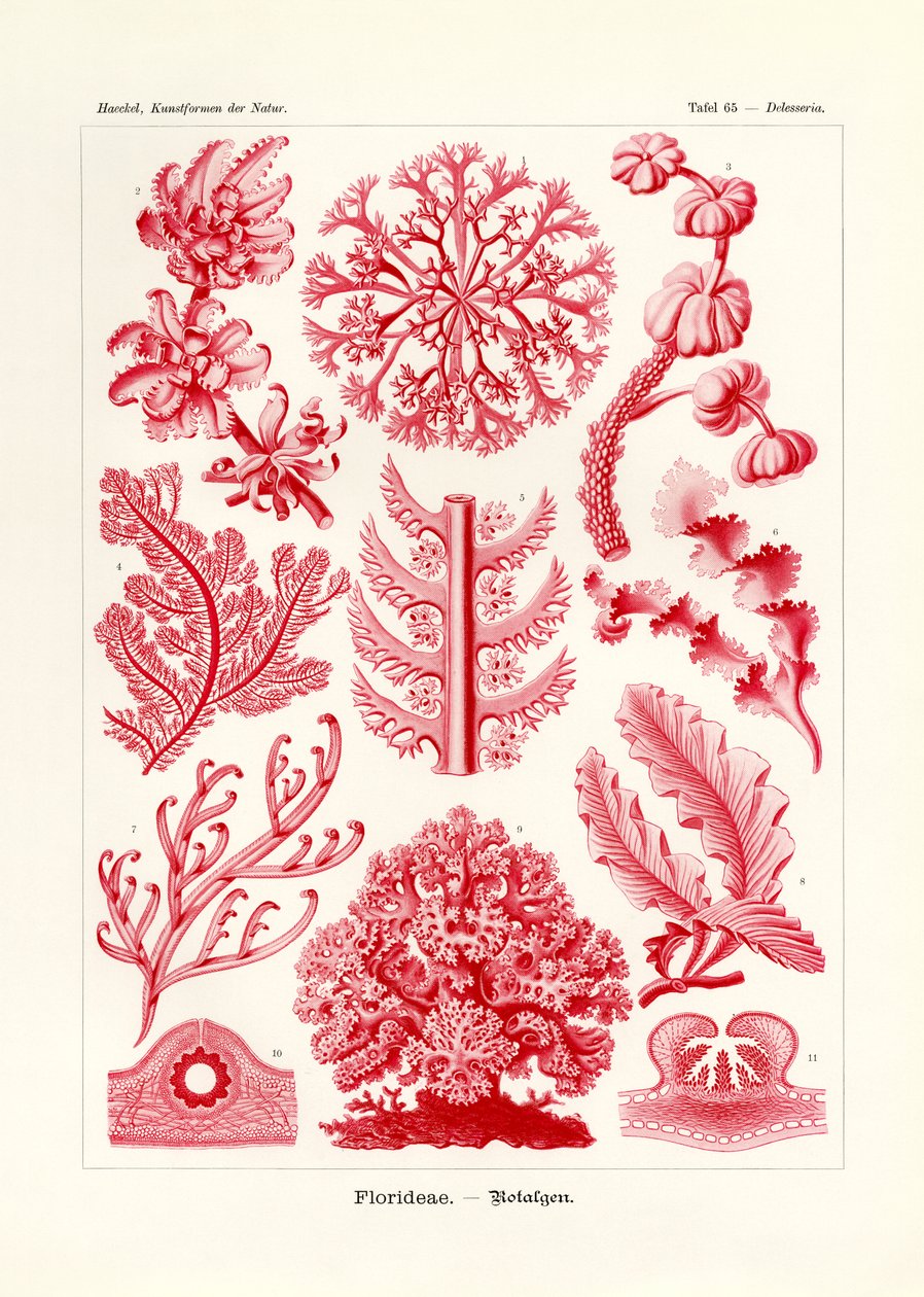 Florideae eller Rhodophyceae, 1899-1904 av German School